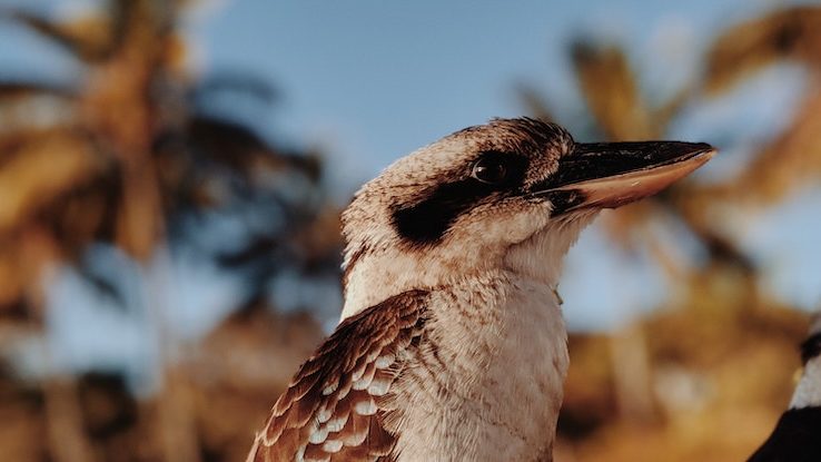 Photo of a kookaburra by Valeriia Miller from Pexels