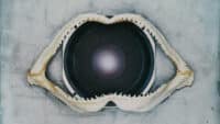 A speaker inside a shark jawbone - the cover image of Leftism by Leftfield