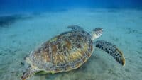 Green sea turtle under water in the Red Sea
