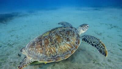 Green sea turtle under water in the Red Sea