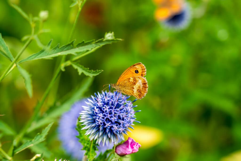 Orange butterfly on a blue thistle