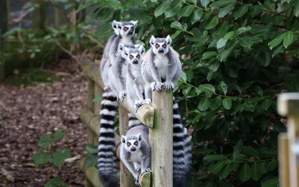 Group of lemur animals in various poses balanced on a wooden fence