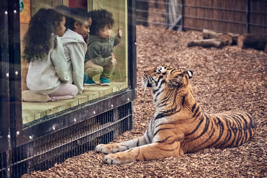 A group of children watch a tiger through the glass at Chessington World Of Adventures